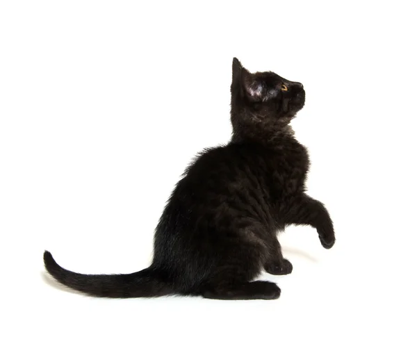 Sevimli siyah yavru kedi — Stok fotoğraf