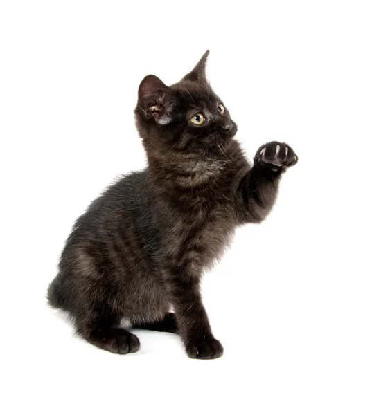 Cute black kitten — Stock Photo, Image