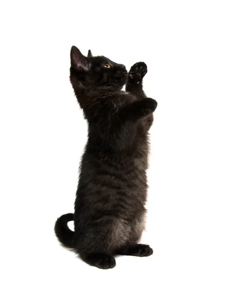Leuk zwart katje — Stockfoto