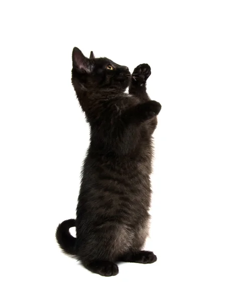 Cute black kitten — Stock Photo, Image