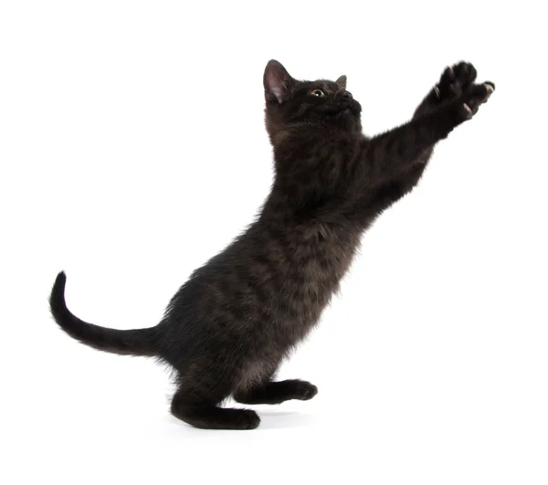 Sevimli siyah yavru kedi — Stok fotoğraf