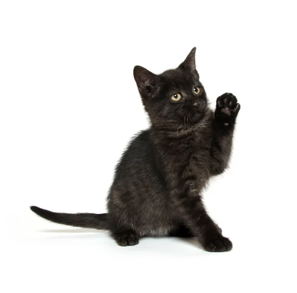 Niedliches schwarzes Kätzchen — Stockfoto