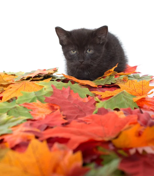 Schwarzes Kätzchen und Blätter — Stockfoto