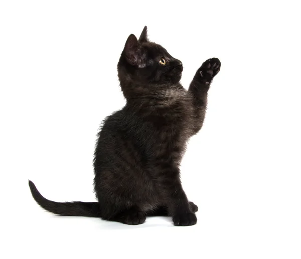 Niedliches schwarzes Kätzchen — Stockfoto
