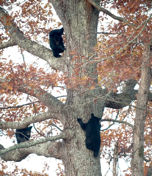 Fyra black bear cubs — Stockfoto