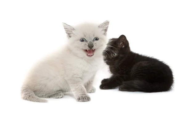 Dos gatitos lindos — Foto de Stock