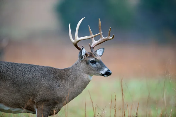 Cervo dalla coda bianca Buck — Foto Stock