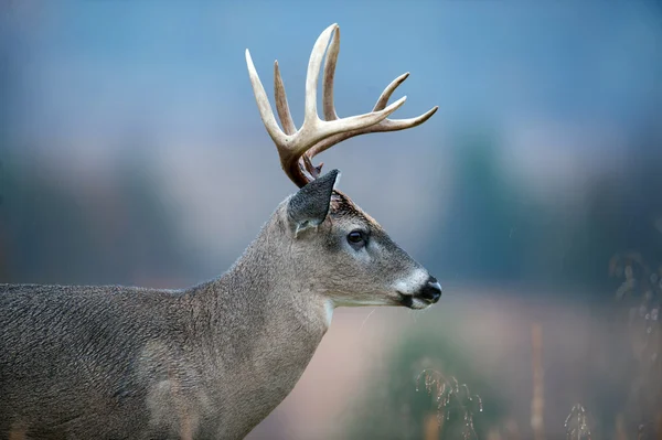 Beyaz kuyruklu Geyik Buck — Stok fotoğraf