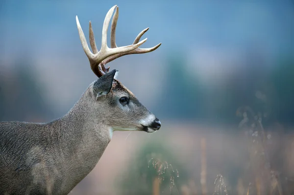 Cervo dalla coda bianca Buck — Foto Stock