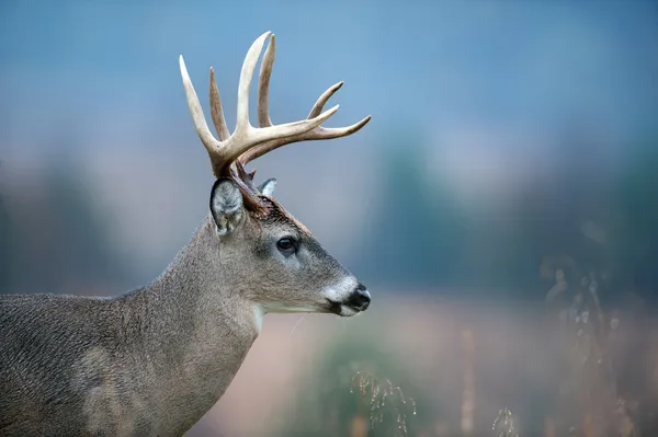 Buck de cerf de Virginie — Photo