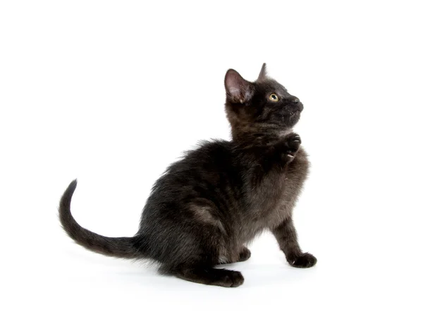 Carino gattino nero — Foto Stock