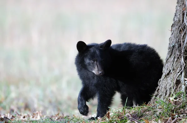 Zwarte beer cub — Stockfoto
