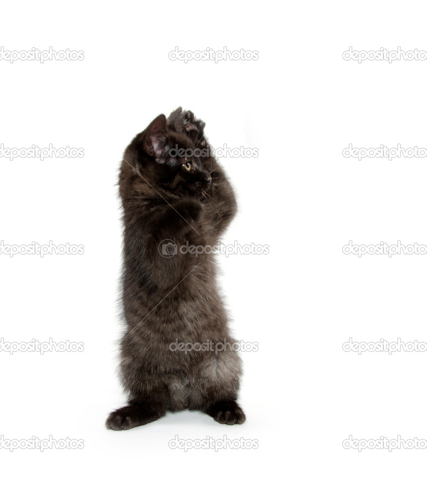 Chaton Noir Mignon Image Libre De Droit Par Eei Tony C