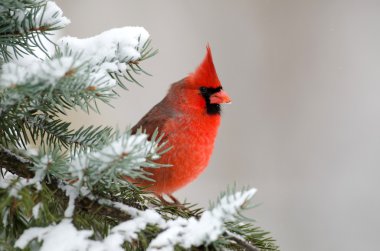 Northern cardinal perched in a tree clipart