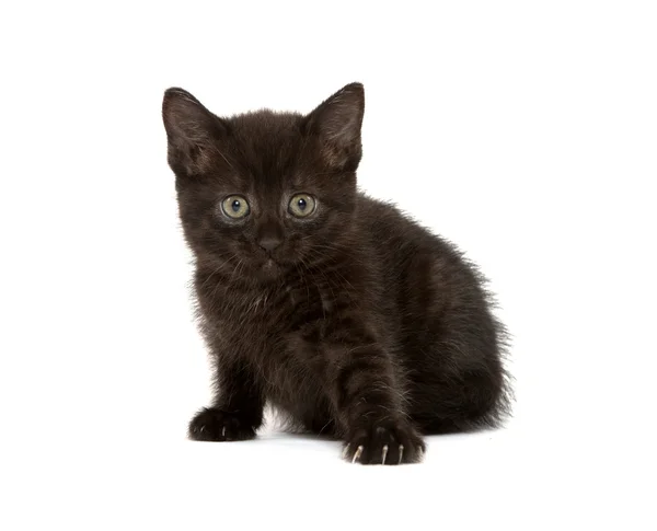 Gatinho preto bonito — Fotografia de Stock