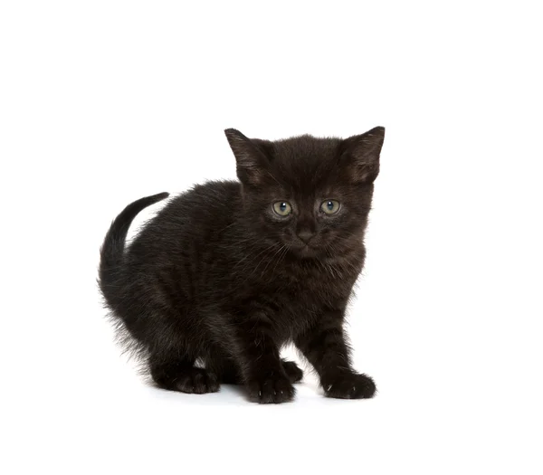 Cute black kitten — Stock Photo, Image