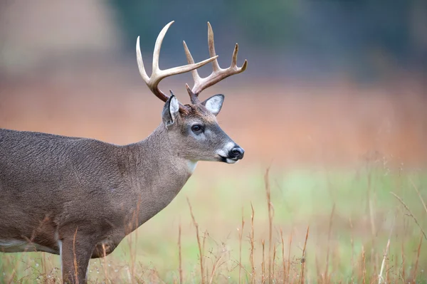 White-tailed deer buck — Stock Photo, Image