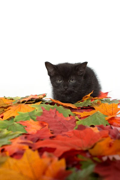 Черный котёнок и листья — стоковое фото