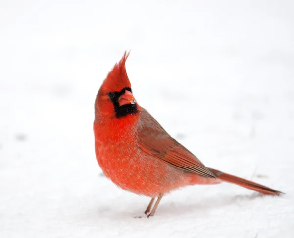 Cardinale del Nord appollaiato su ramo — Foto Stock