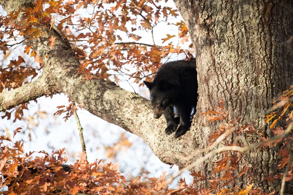 Fekete medve cub — Stock Fotó