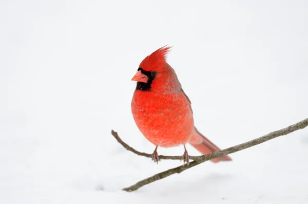 Cardinal nord perché sur la branche — Photo