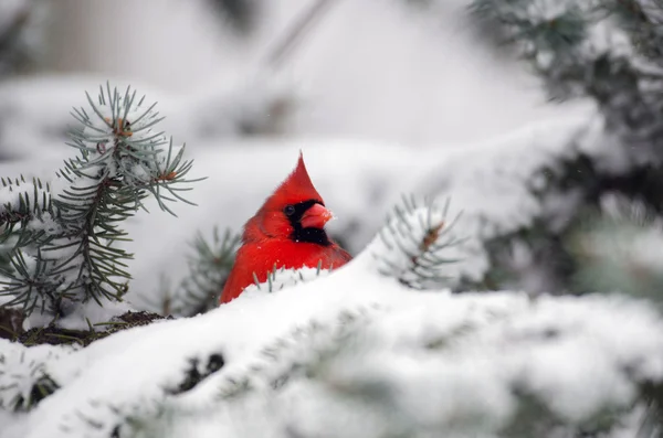 Northern cardinal perched in a tree — Stock Photo, Image