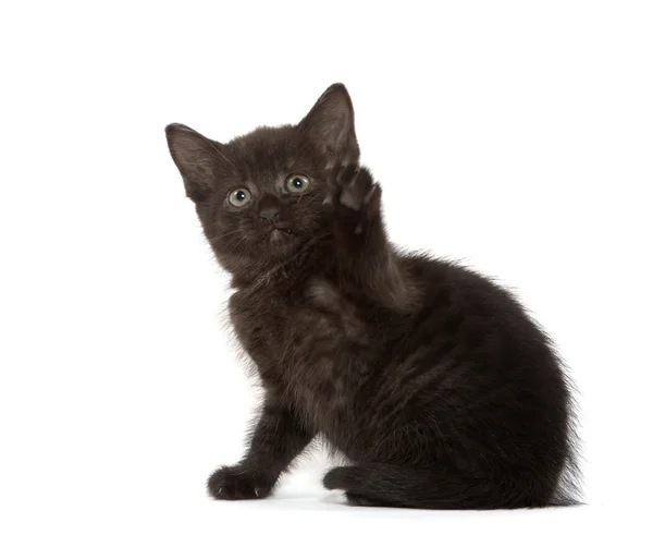 Carino gattino nero — Foto Stock