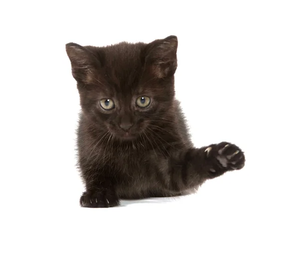 Gatinho preto bonito — Fotografia de Stock