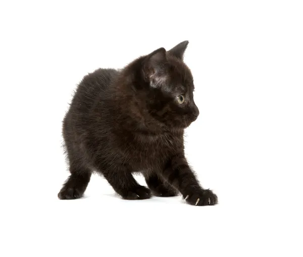 Söt svart kattunge — Stockfoto