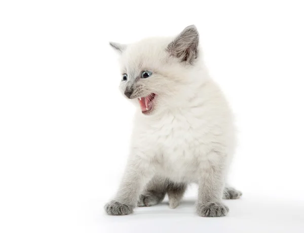 Roztomilé kotě, pláč — Stock fotografie