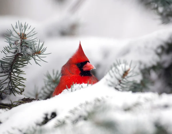 Северный кардинал сидит на дереве — стоковое фото