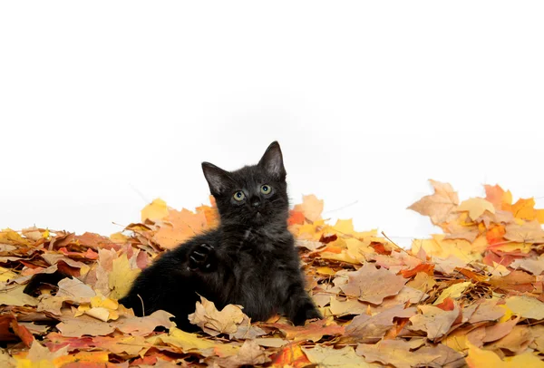 Roztomilé černé kotě a listy — Stock fotografie