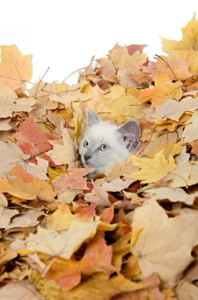 Niedliches Kätzchen versteckt sich in Blättern — Stockfoto