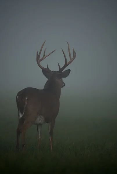 Velké bílé - sledoval jelena buck — Stock fotografie