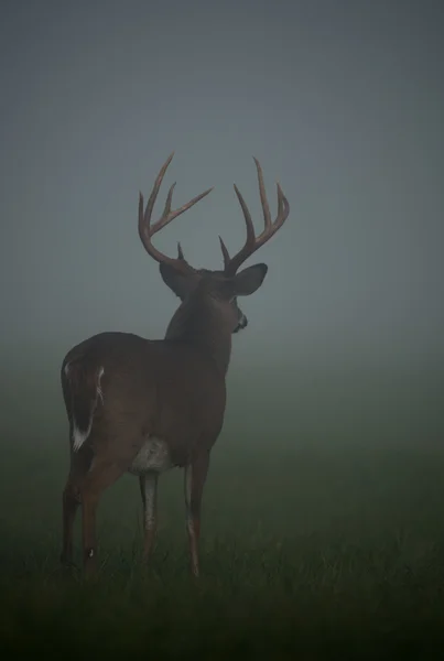 Grande cervo dalla coda bianca buck — Foto Stock