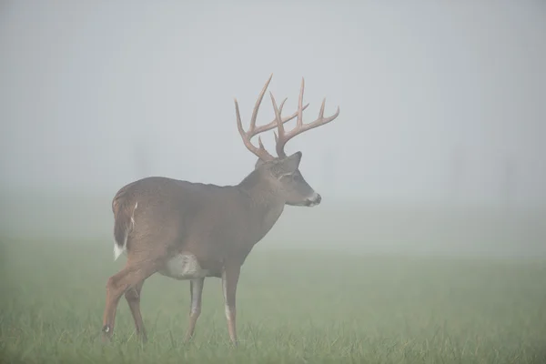 Large white-tailed deer buck — Stock Photo, Image