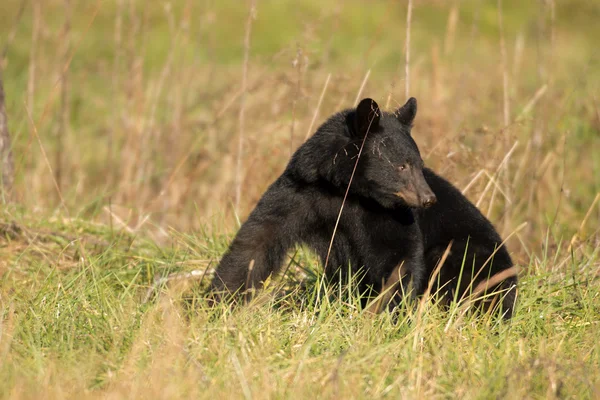 Large black bear feeding — Stock Photo, Image