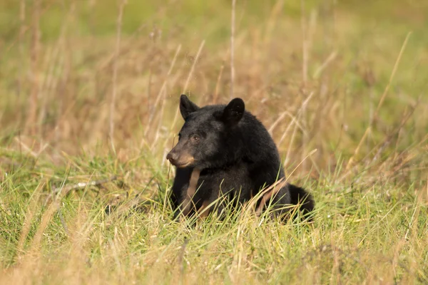 Large black bear feeding — Stock Photo, Image