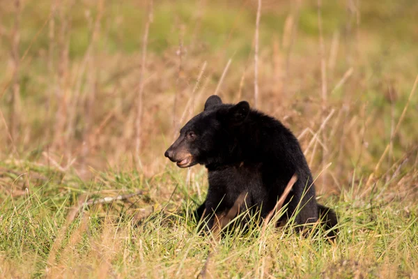 Large black bear feeding — Stock Photo, Image