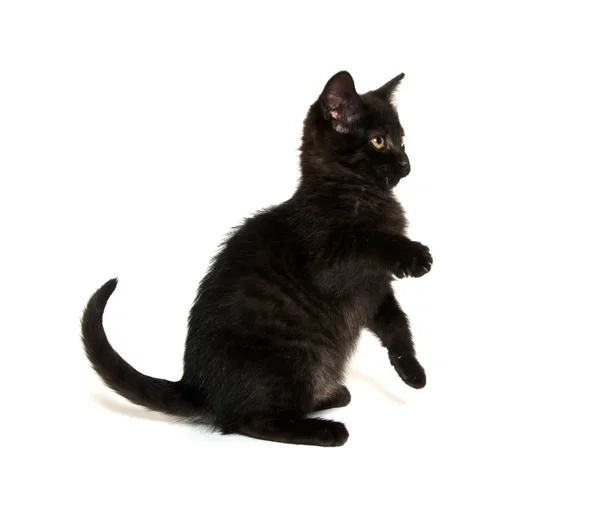 可爱的黑色小猫 — 图库照片
