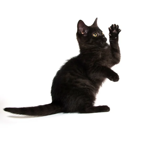 Gatinho preto bonito — Fotografia de Stock