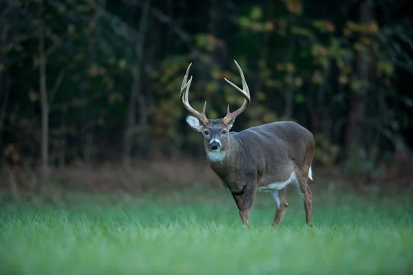 Büyük whitetail geyik — Stok fotoğraf