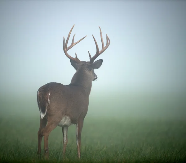 Grande cervo dalla coda bianca buck — Foto Stock