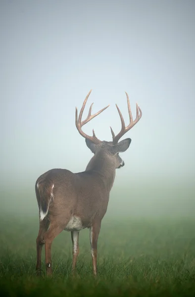 Velké bílé - sledoval jelena buck — Stock fotografie
