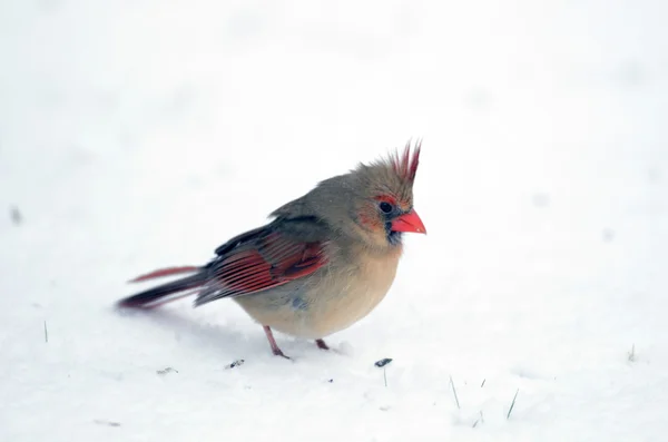 Northern cardinal in the snow — Stock Photo, Image