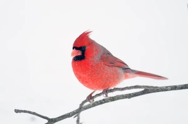 Cardeal do Norte na Neve — Fotografia de Stock