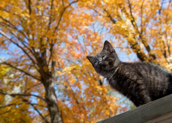 Sevimli siyah yavru kedi — Stok fotoğraf