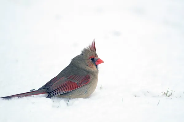 Norra kardinal i snön — Stockfoto
