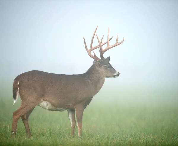 Grote Witstaarthert buck — Stockfoto