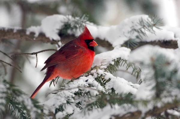 Cardinale del Nord appollaiato su un albero — Foto Stock